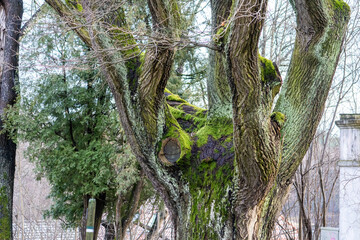Moss-Covered Tree Trunk in a Woodland Setting. Ancient Tree with Vibrant Green Moss.