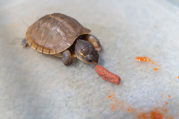 餌を食べるミツユビハコガメのベビー