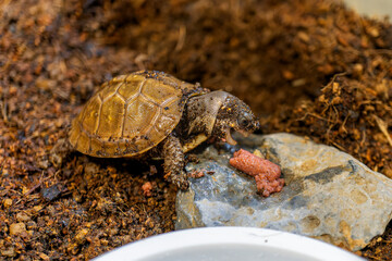 餌を食べるミツユビハコガメのベビー