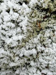Snow-Dusted Lichen in a Winter Landscape