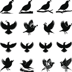 Quail silhouette, Quail Vector illustration, Quail isolated on white background. 