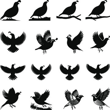 Quail silhouette, Quail Vector illustration, Quail isolated on white background. 