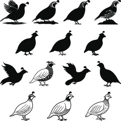 Quail silhouette, Quail Vector illustration, Quail isolated on white background.
