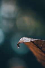 Obraz premium rain drops on a leaf