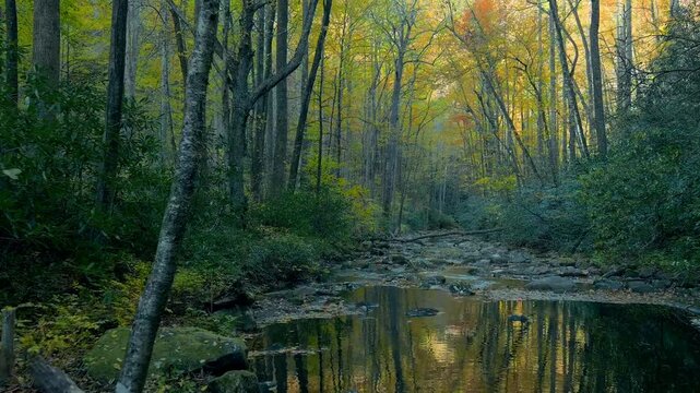 Dolly shot taken with a drone flying through autumn colors in dark forest over a stream in the Blue Ridge Mountains of North Carolina