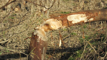 Tree gnawed by a beaver. beaver in the wild © eliyashevskiy