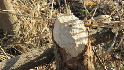 A stump from a tree that a beaver has gnawed. Beavers in the wild