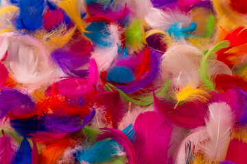 Colorful feather background, top view.