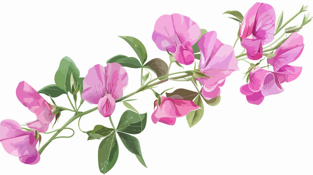 pink sweet pea flowers on white background clip art preview