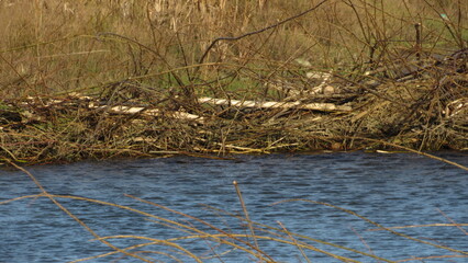 Large Beaver Dam made of branches on the river. Beaver Dam. beaver in the wild