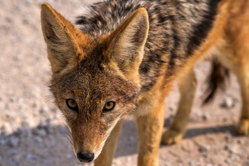 Portrait of a Jackal, Etosha National Park, Namibia