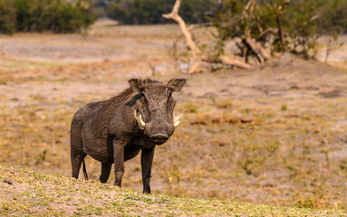 Warthog in the Wilderness, Africa