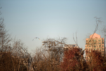 Obraz premium 메마른 겨울 덤불 위로 날아가는 백로