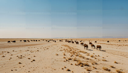 Travers&eacute;e du d&eacute;sert par un troupeau