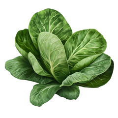 Fototapeta premium cabbage isolated on transparent background cabbage png