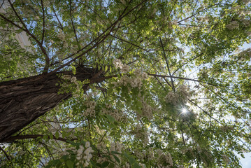 branches with leaves in the forest in the spring season, note shallow depth of field