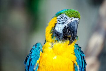 Blue-and-yellow Macaw sitting on a branch at the zoo
