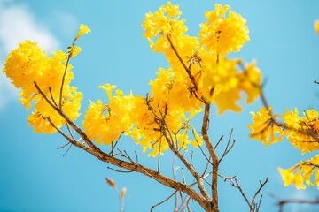 yellow flowers against sky