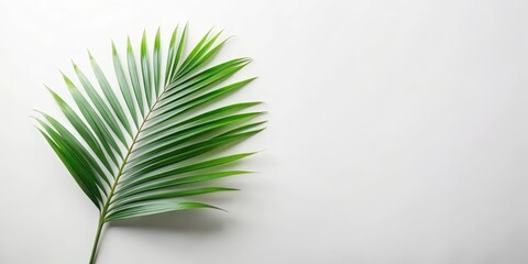 Fototapeta premium Single palm frond on a white background, a simple nature scene ideal for design projects and presentations.