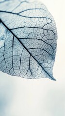 Obraz premium A Delicate Dance of Veins: Intricate Leaf Structure in Stunning Detail