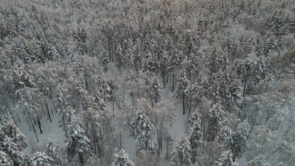 sunset flight over a snow-covered spruce forest