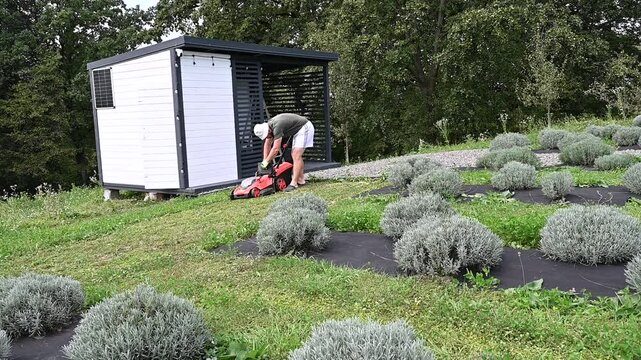 Working in a lavender field, a man mows the grass between the rows of lavender, gardening work with garden equipment.