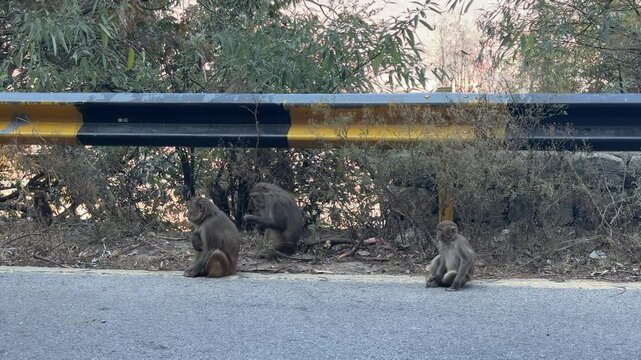Rhesus macaque monkey in Margalla hills, Islamabad Pakista .Baby and adult baboons and monkeys sitting and playing on the road. Wild Monkeys(Baboons) with baby on road in daman e koh Monal Islamabad. 