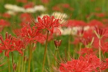深紅と白い彼岸花の群生