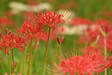 深紅と白い彼岸花の群生