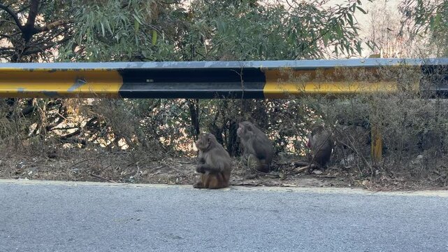 Baby and adult baboons and monkeys sitting and playing on the road. Wild Monkeys(Baboons) with baby on road in daman e koh Monal Islamabad. Rhesus macaque monkey in Margalla hills.