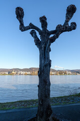View of a tree next to the river Rhein in Bad Breisig