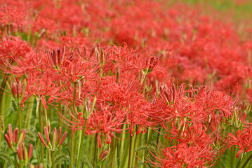 深紅の彼岸花の群生