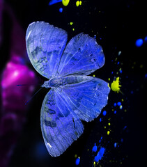 moth or butterfly with colourful paint splashes