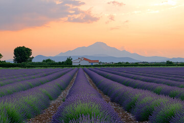 Fototapeta premium Lavender field at sunset with a farmhouse and mountain silhouette in the background
