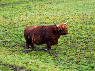 Highland Cattle Feeding on Grass