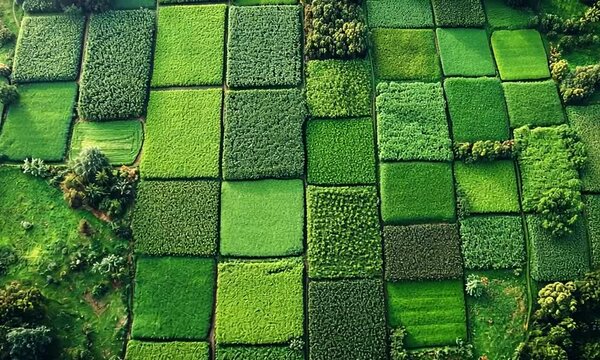 Aerial view of lush green fields in a patchwork pattern.