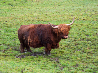 Highland Cattle Feeding on Grass