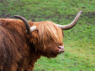 Highland Cattle Feeding on Grass