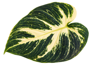 Isolated Philodendron Leaf with Variegation