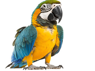 Isolated Standing Blue Yellow Macaw Parrot