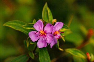 Obraz premium flower of a lilac