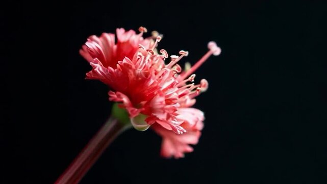 timelapse rapide de l'&eacute;closion d'une fleur rouge sur fond noir