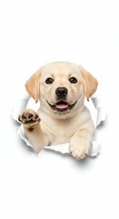 Playful Labrador Retriever Puppy Tearing Through Paper - Studio Isolated Image