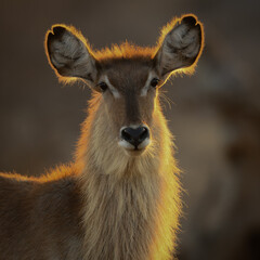 backlit waterbuck in kruger national park