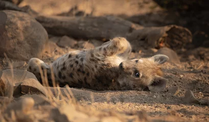 spotted hyena resting on the ground