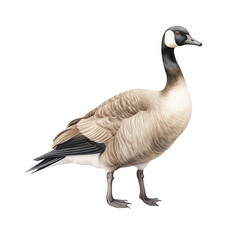 Watercolor Isolated Standing Canada Goose Seen from the Side