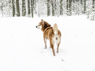 Funny friendly brown Shiba Inu dog in the winter forest