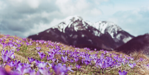Dolina Chocholowska with blossoming purple crocuses or saffron flowers,Tatra mountains, Poland. © Roxana