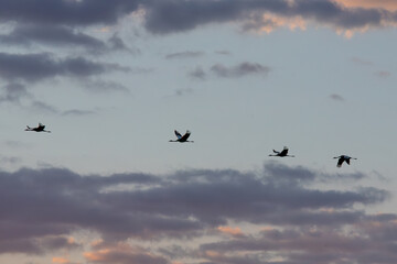  Four birds flying in a pastel-colored evening sky with soft clouds, creating a serene and natural scene. AI-generated.