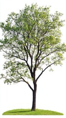 Fototapeta premium Majestic Green Tree Standing Tall in Lush Grassy Field - A Breathtaking Nature Scene